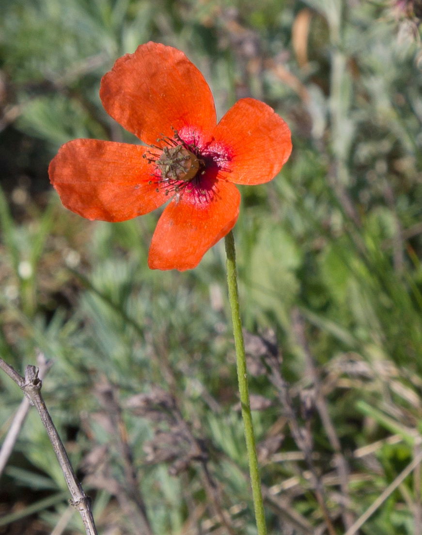 Изображение особи Papaver stevenianum.