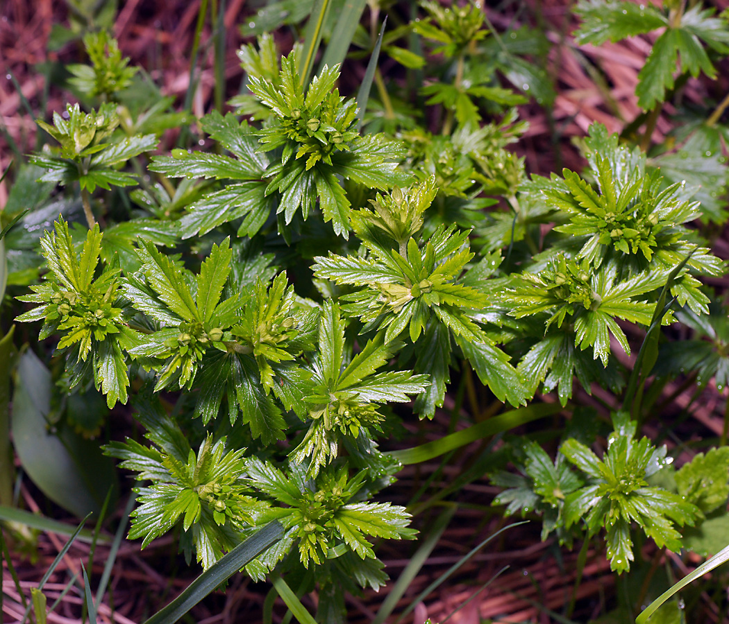Image of Potentilla erecta specimen.
