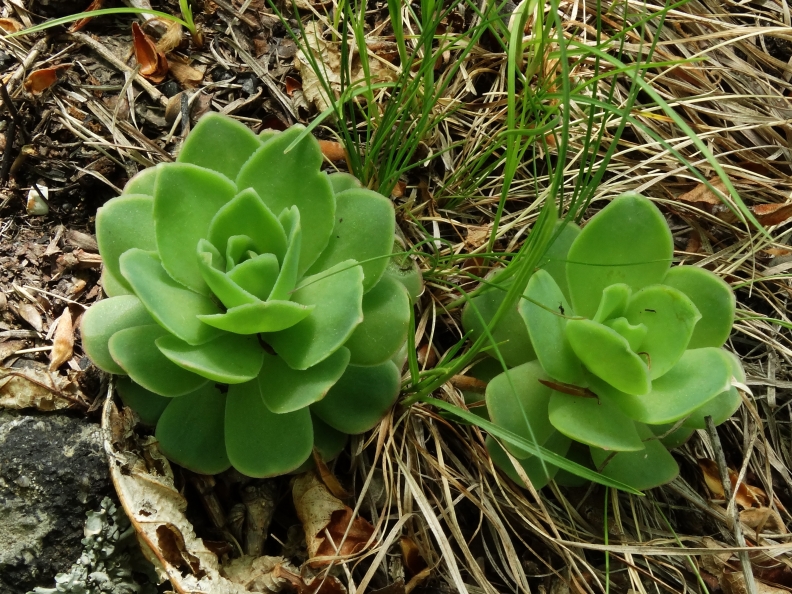 Image of Orostachys malacophylla specimen.