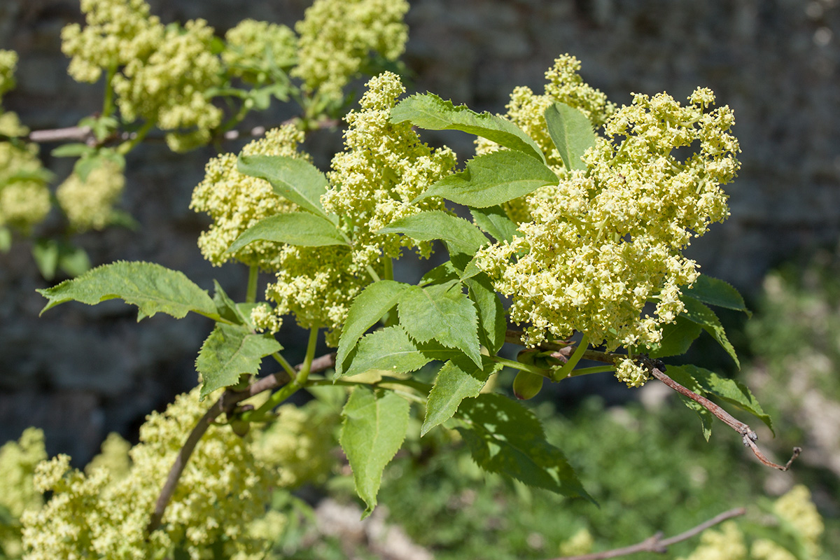 Image of Sambucus racemosa specimen.