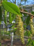 Carpinus betulus