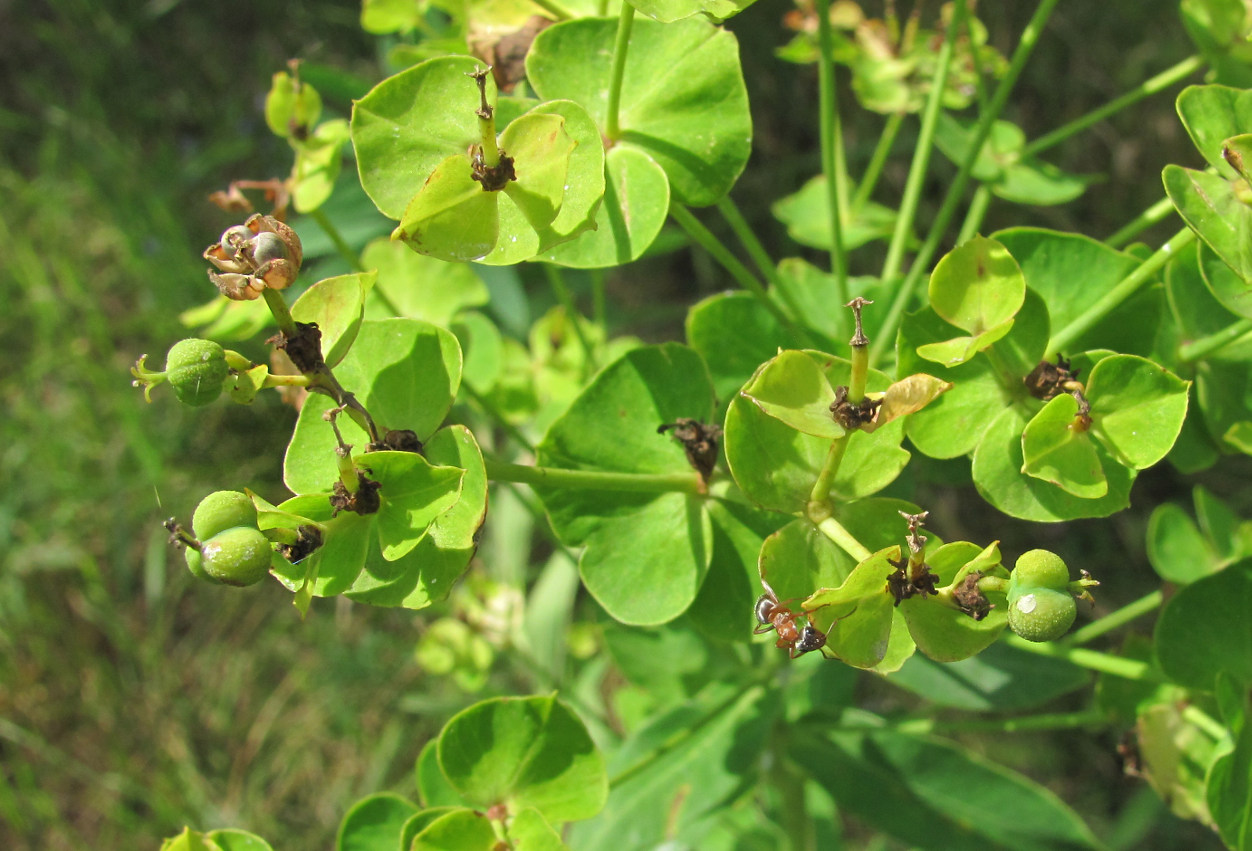 Изображение особи род Euphorbia.