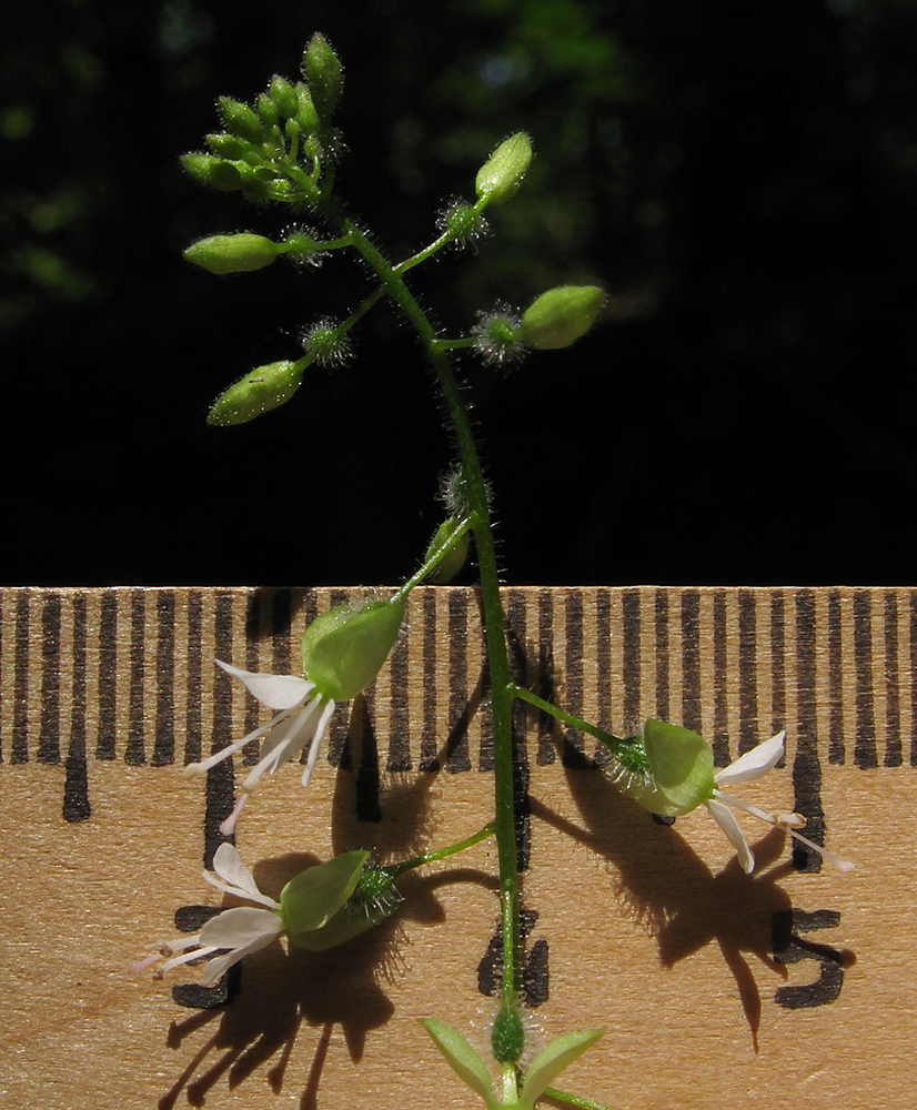 Изображение особи Circaea lutetiana.