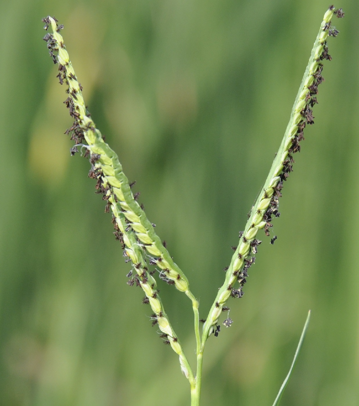 Image of Paspalum paspalodes specimen.