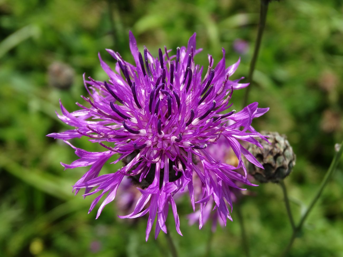 Изображение особи Centaurea scabiosa.