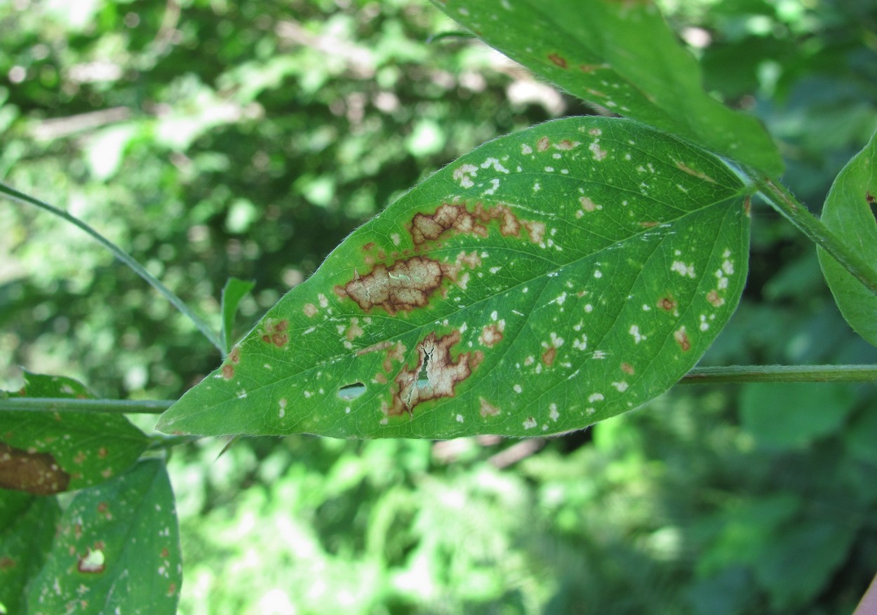 Изображение особи Lathyrus aureus.