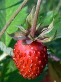 Fragaria vesca