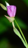 Oenothera rosea