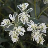 Euphorbia marginata