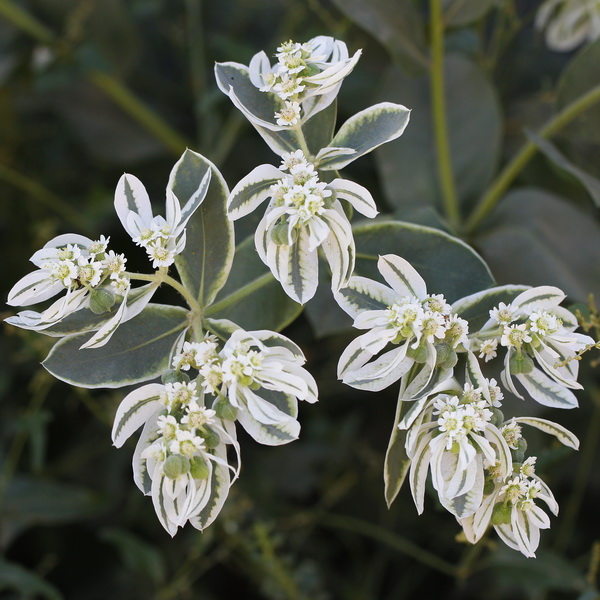 Image of Euphorbia marginata specimen.