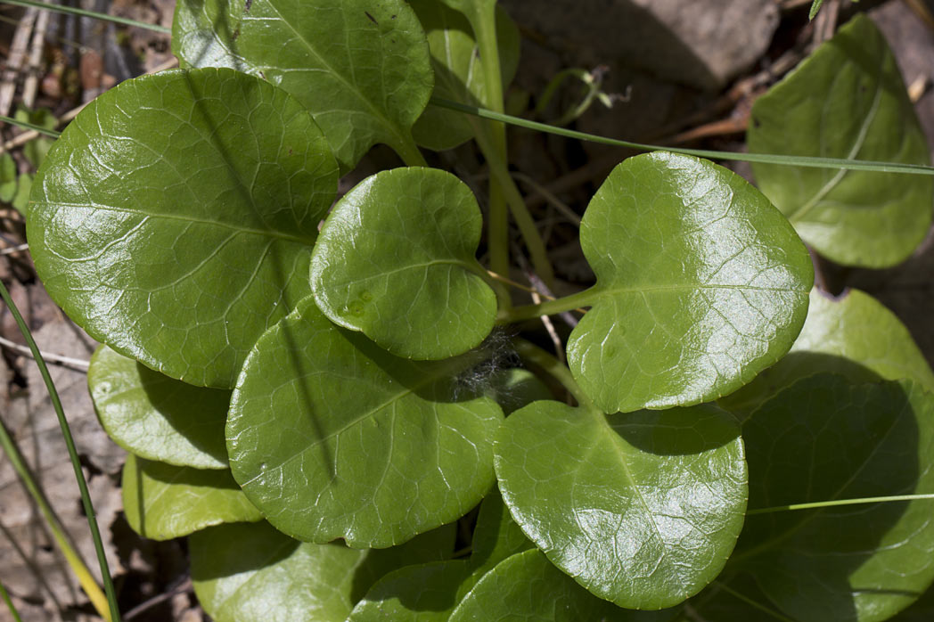 Изображение особи Pyrola rotundifolia.