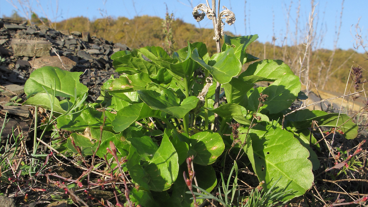 Image of Barbarea arcuata specimen.