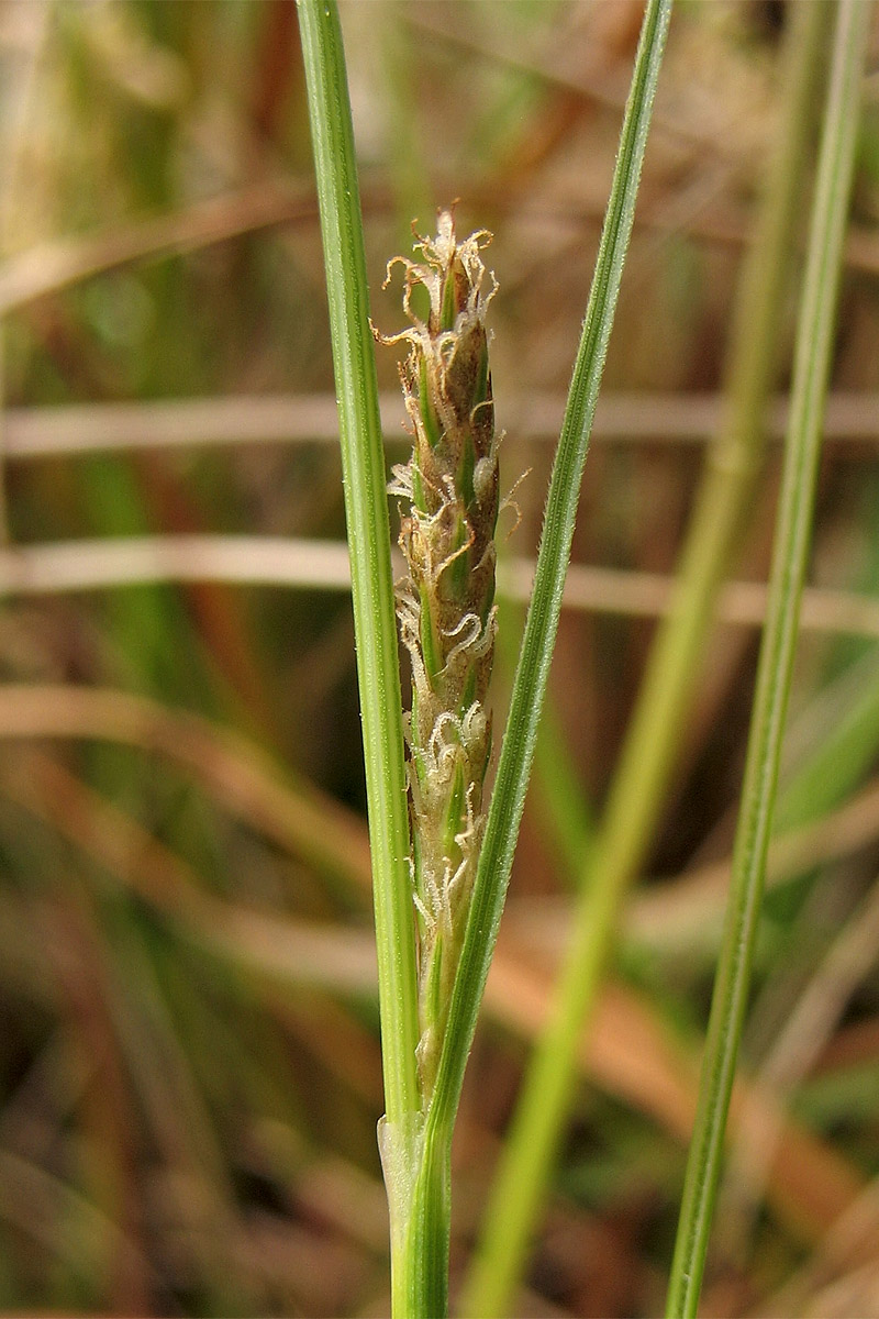 Image of Carex distans specimen.