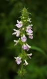 Stachys palustris