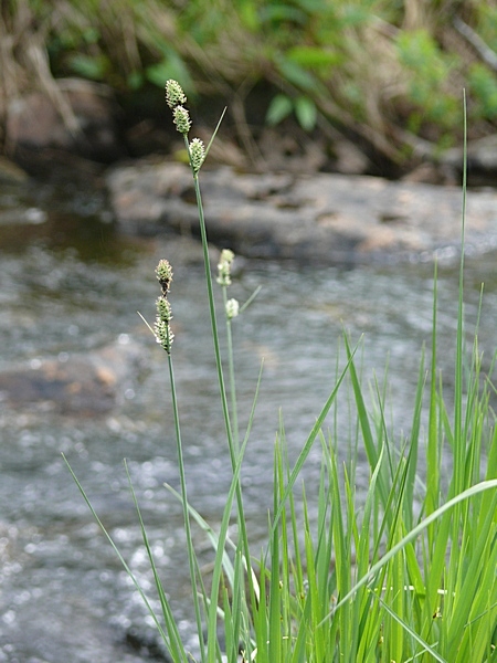 Изображение особи Carex adelostoma.