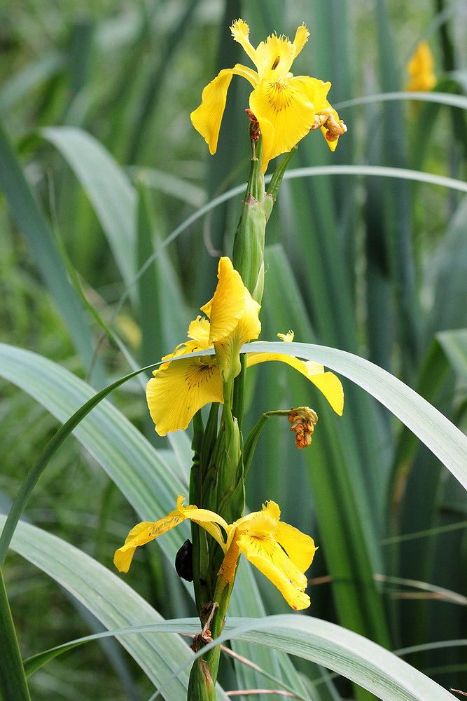 Изображение особи Iris pseudacorus.