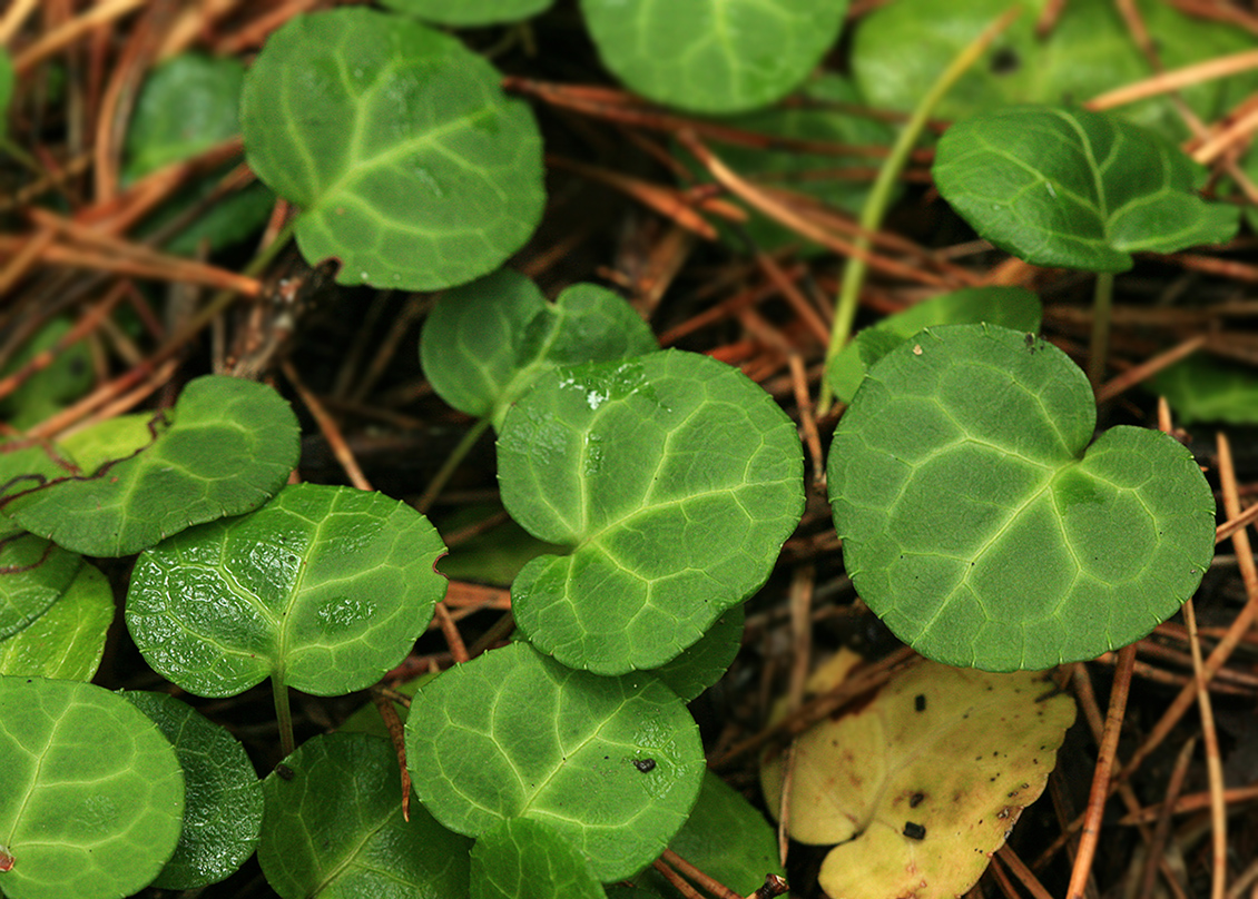 Image of Pyrola renifolia specimen.
