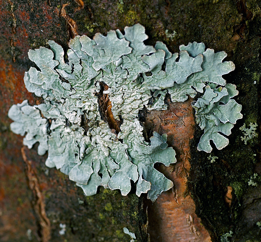 Изображение особи Parmelia sulcata.