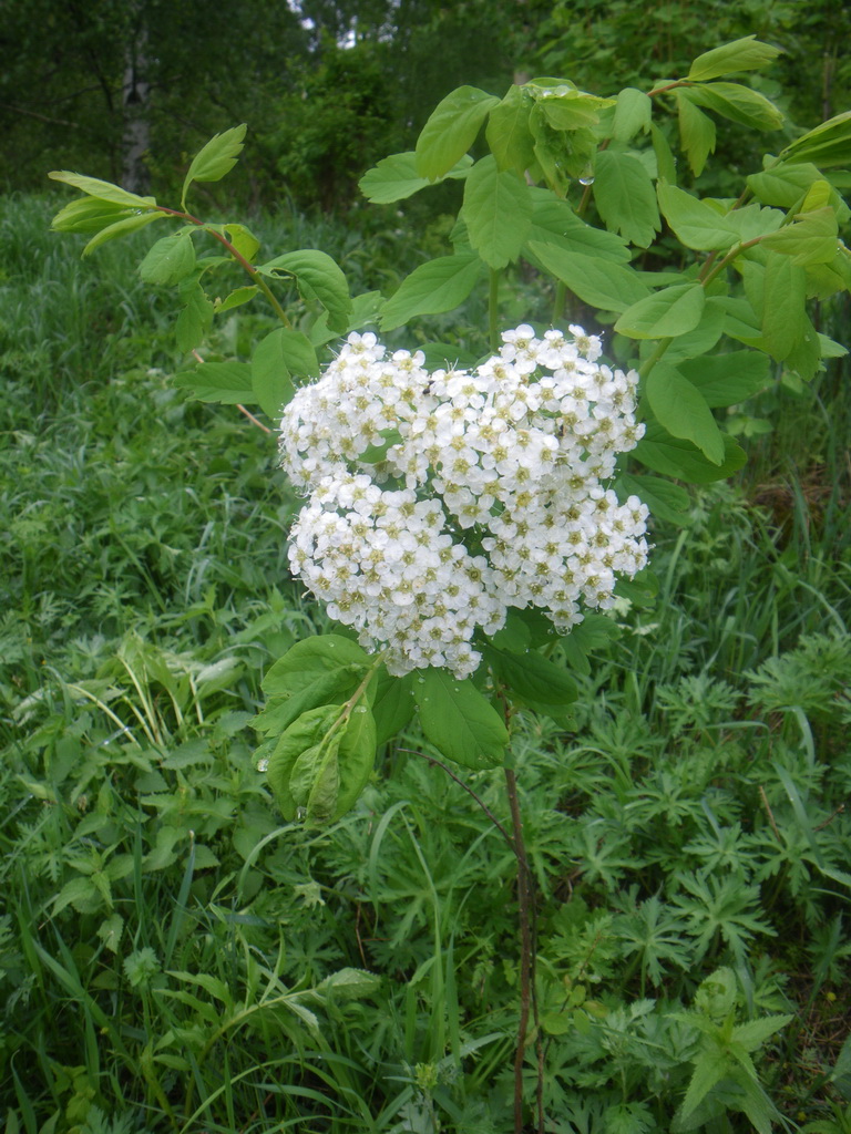 Изображение особи Spiraea media.