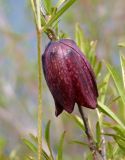 Fritillaria ruthenica. Цветок. Украина, г. Запорожье, о-в Хортица, северный берег острова, степной склон. 27.04.2015.