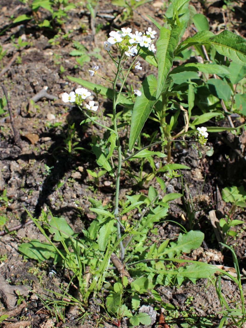 Изображение особи Arabidopsis arenosa.