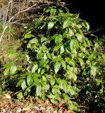 Staphylea colchica