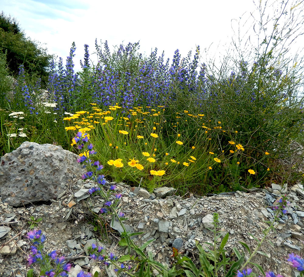 Image of Anthemis tinctoria specimen.