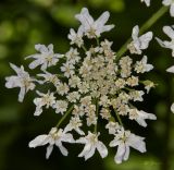 Image of taxon representative. Author is Раду Страту