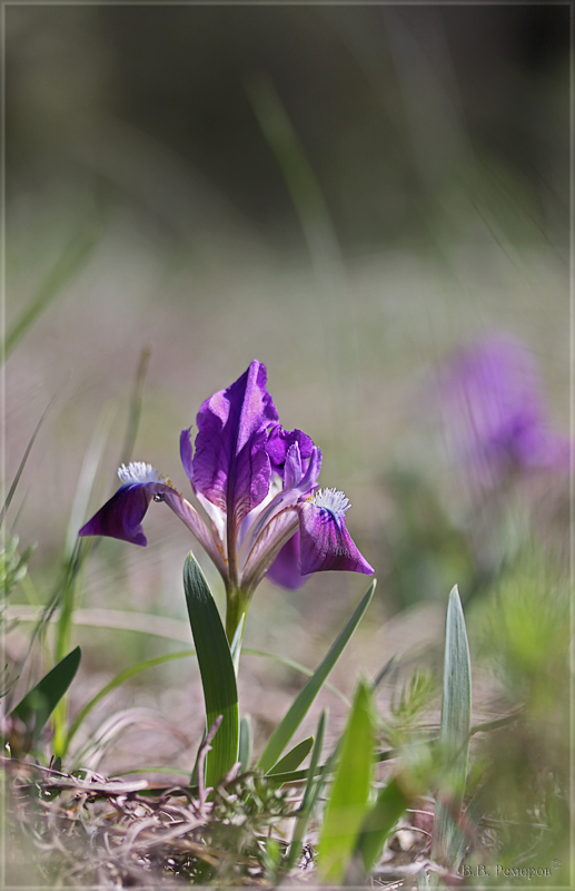 Image of Iris pumila specimen.