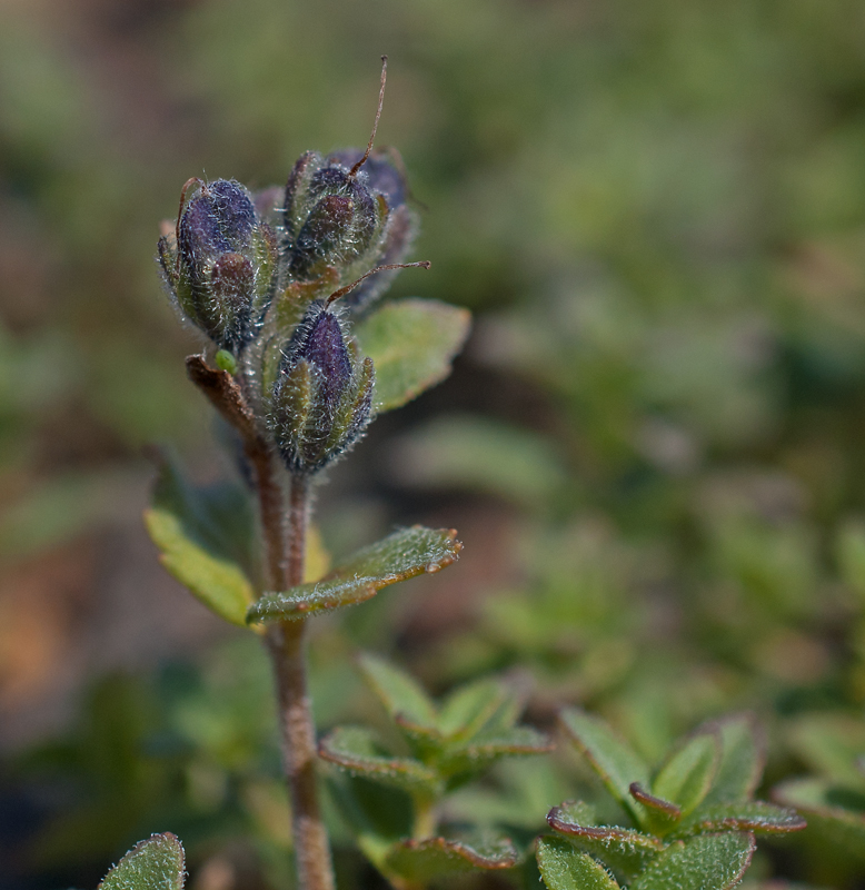 Image of Veronica macrostemon specimen.