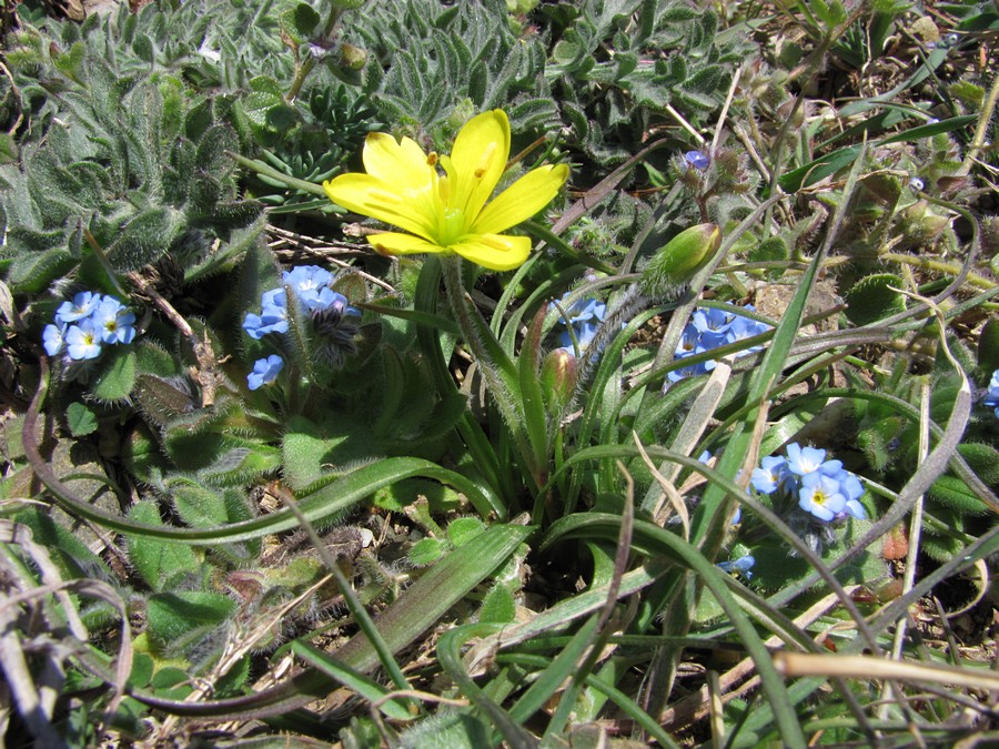 Image of Gagea granatellii specimen.