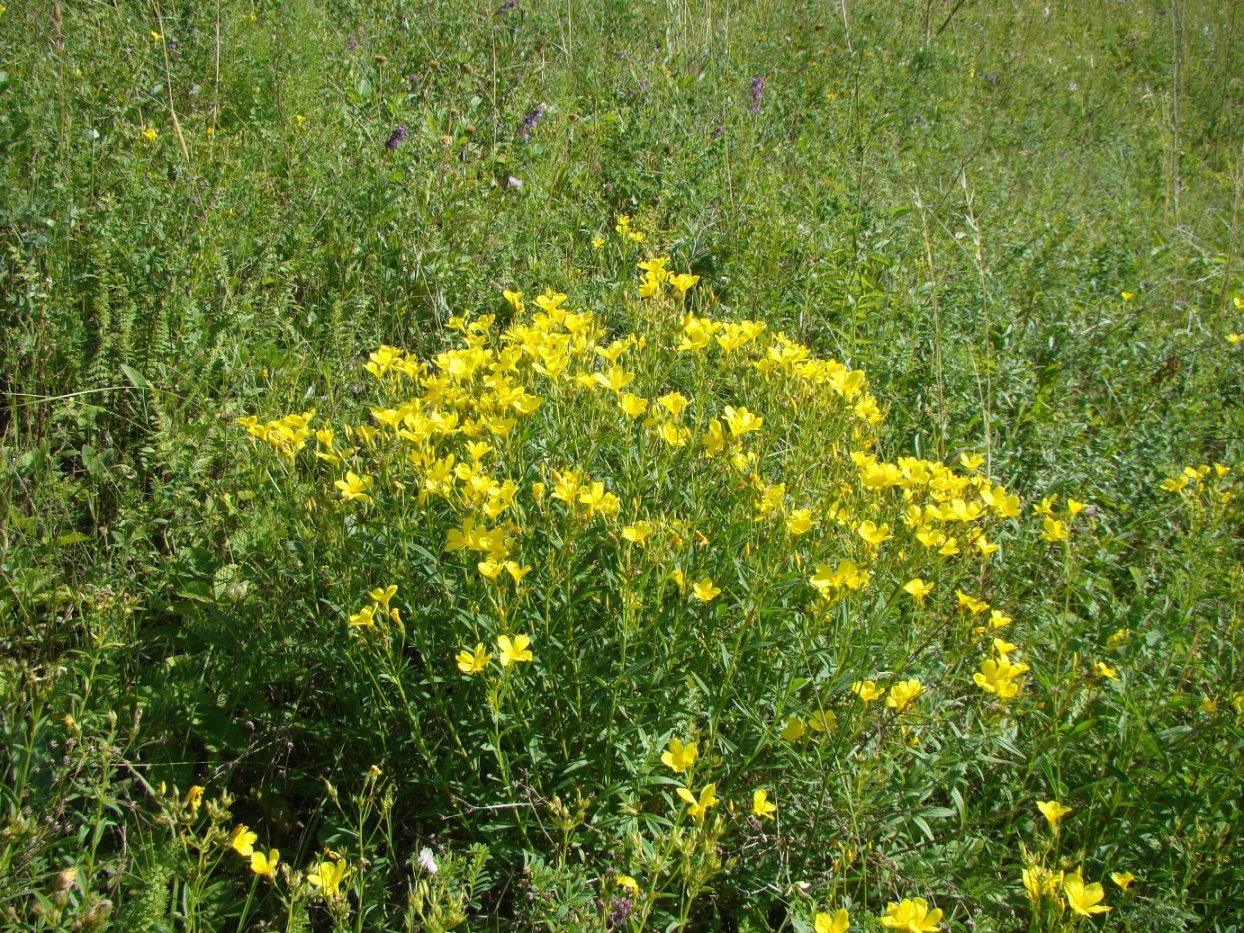 Image of Linum flavum specimen.