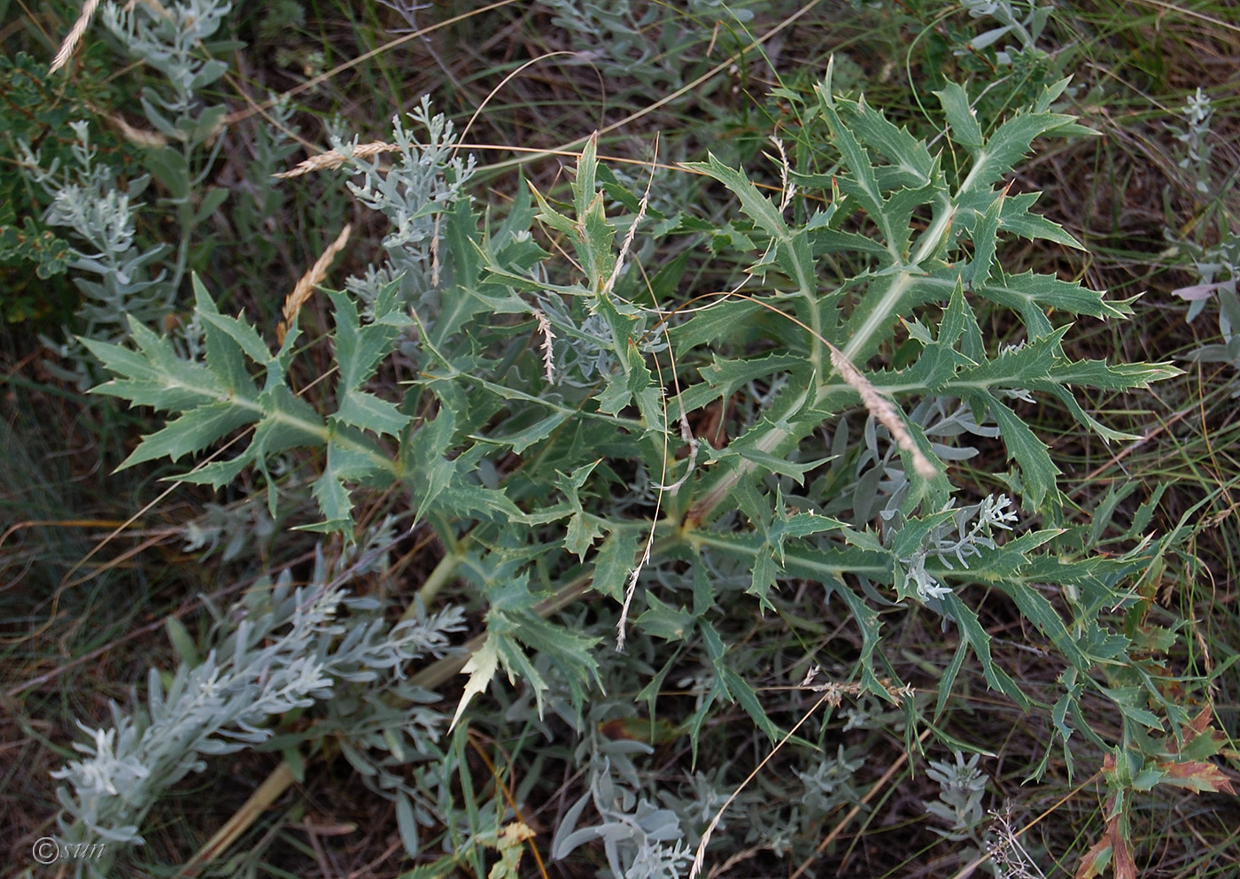 Image of Eryngium campestre specimen.