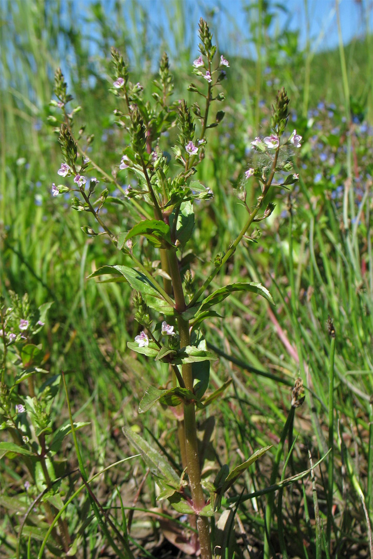 Image of Veronica catenata specimen.