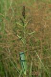 Echinochloa crus-galli