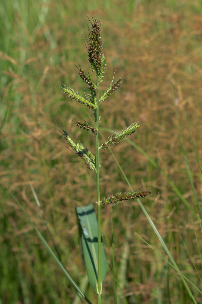 Изображение особи Echinochloa crus-galli.