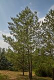 genus Pinus. Деревья. Молдова, Кишинев, Ботанический сад АН Молдовы. 23.07.2014.