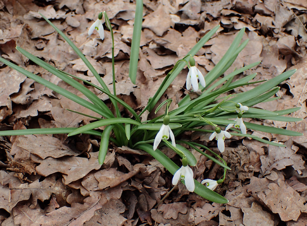 Изображение особи Galanthus nivalis.