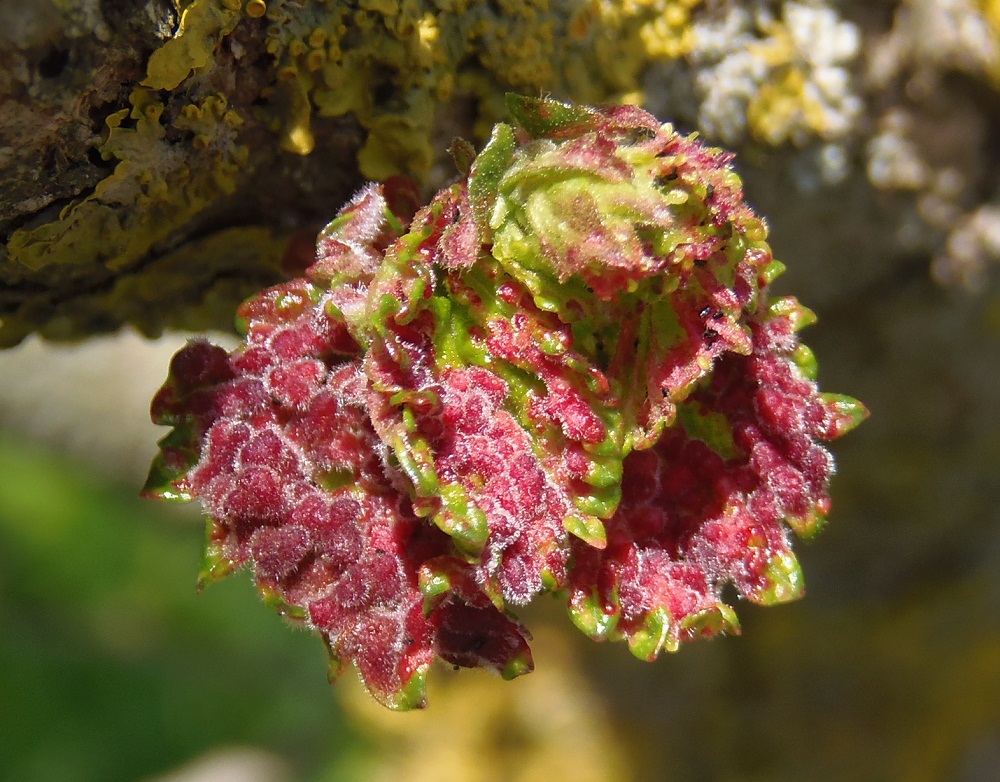 Image of genus Ulmus specimen.
