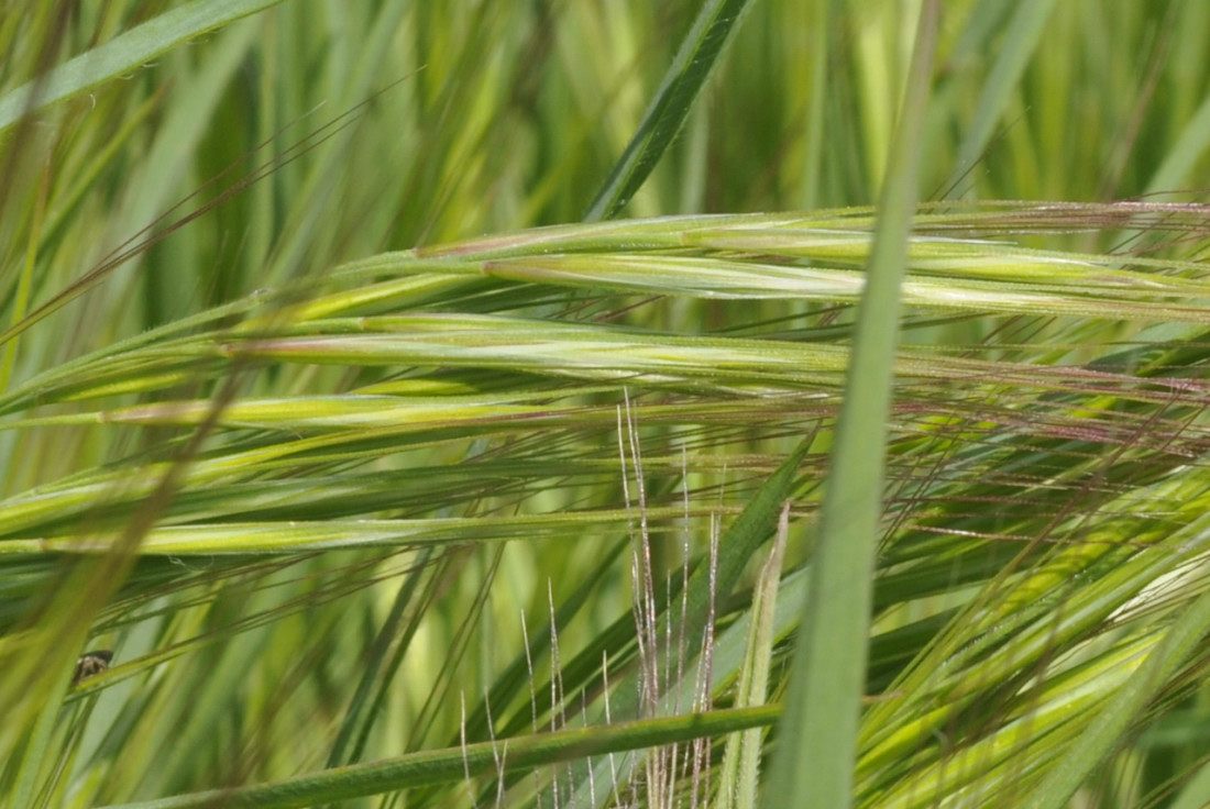 Изображение особи Anisantha tectorum.