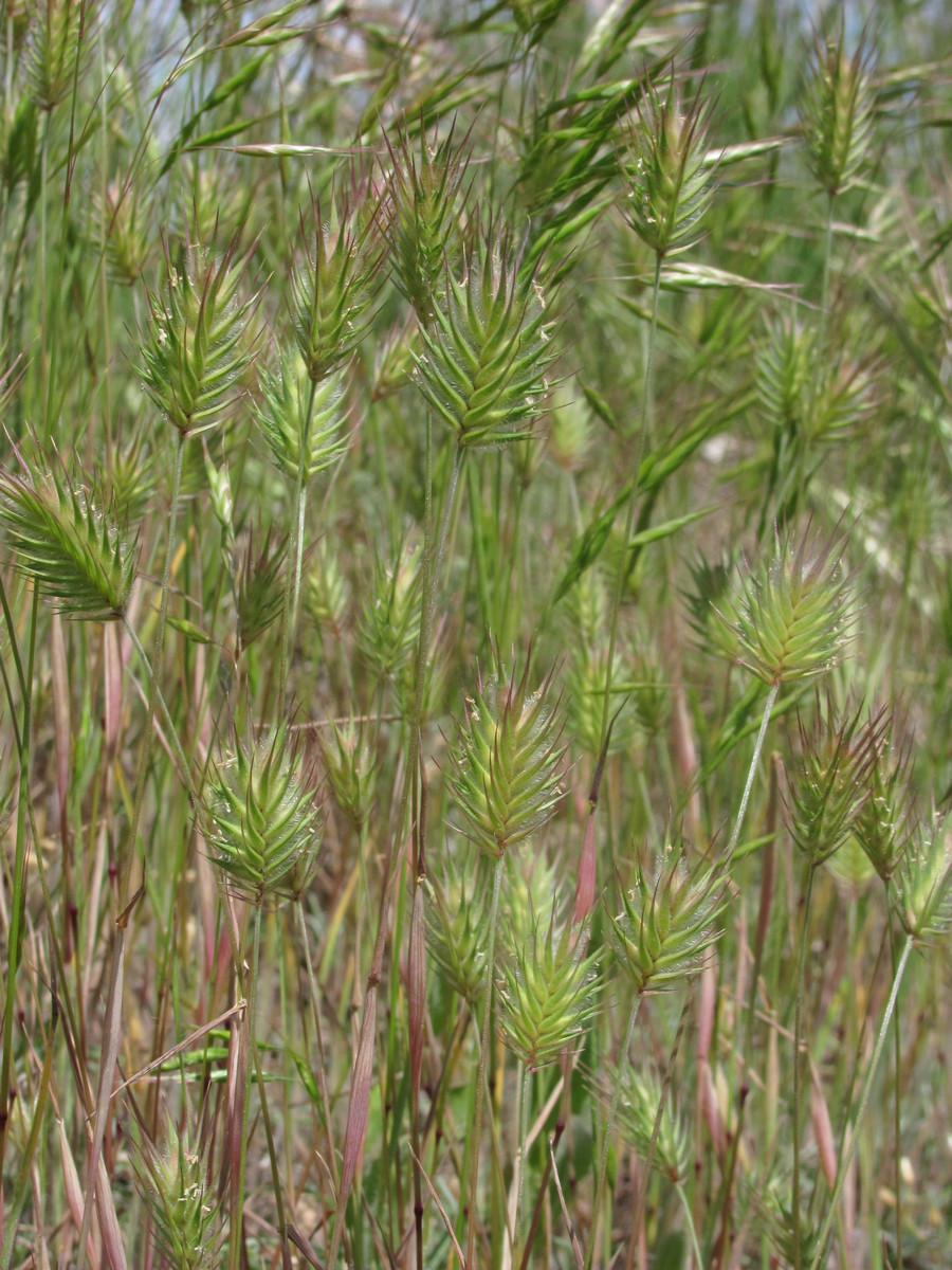 Image of Eremopyrum orientale specimen.