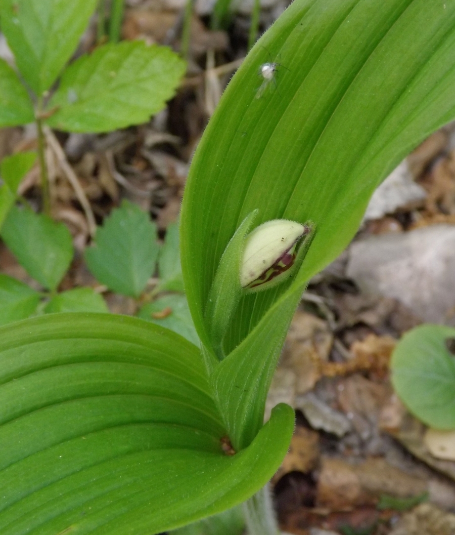 Изображение особи Cypripedium guttatum.