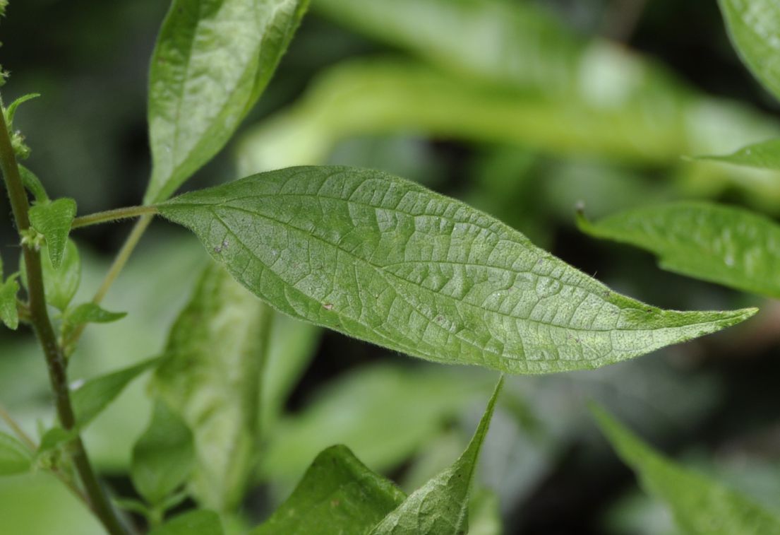 Image of Parietaria officinalis specimen.