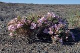 Convolvulus gortschakovii