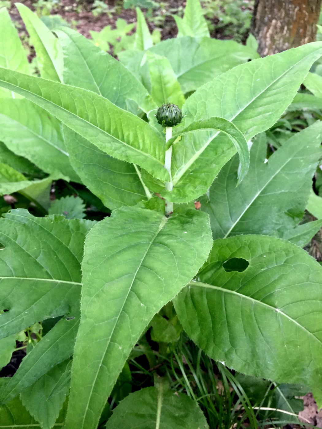 Image of Cirsium heterophyllum specimen.