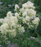 Thalictrum lucidum