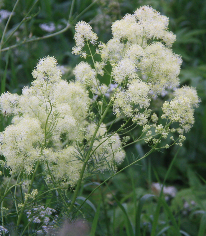 Image of Thalictrum lucidum specimen.