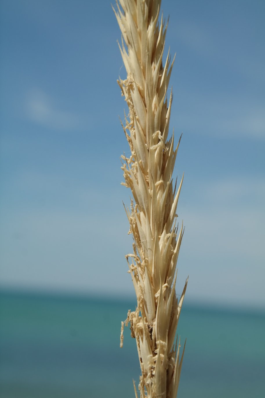 Image of Leymus racemosus ssp. sabulosus specimen.