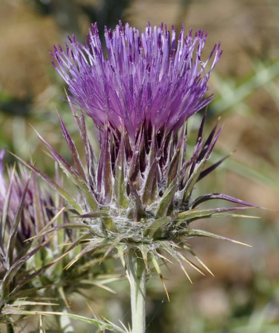Image of Lamyra afra specimen.
