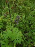 Aconitum septentrionale